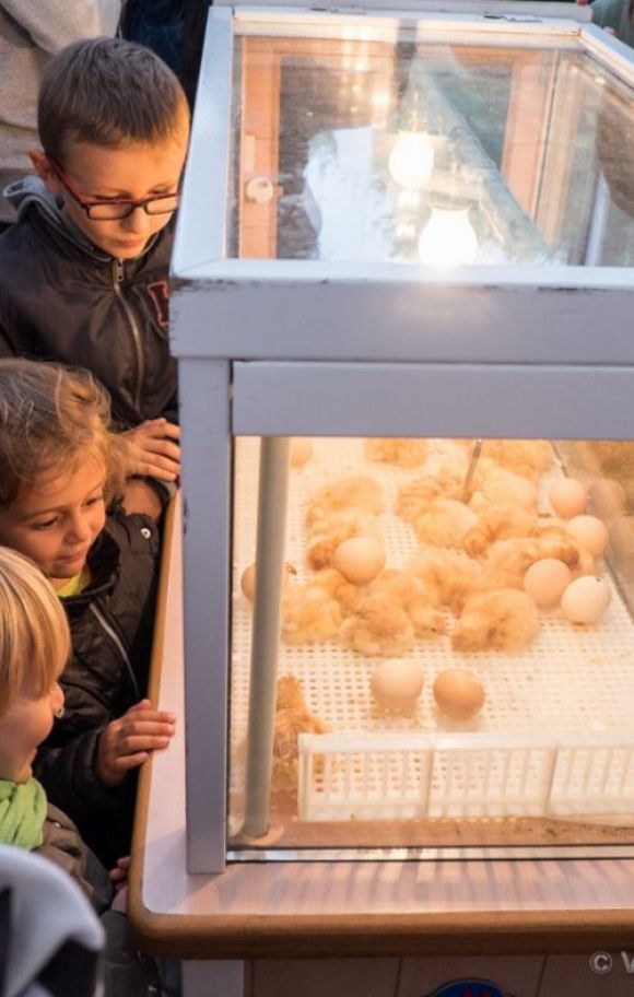 Assistez à l’éclosion de poussins !