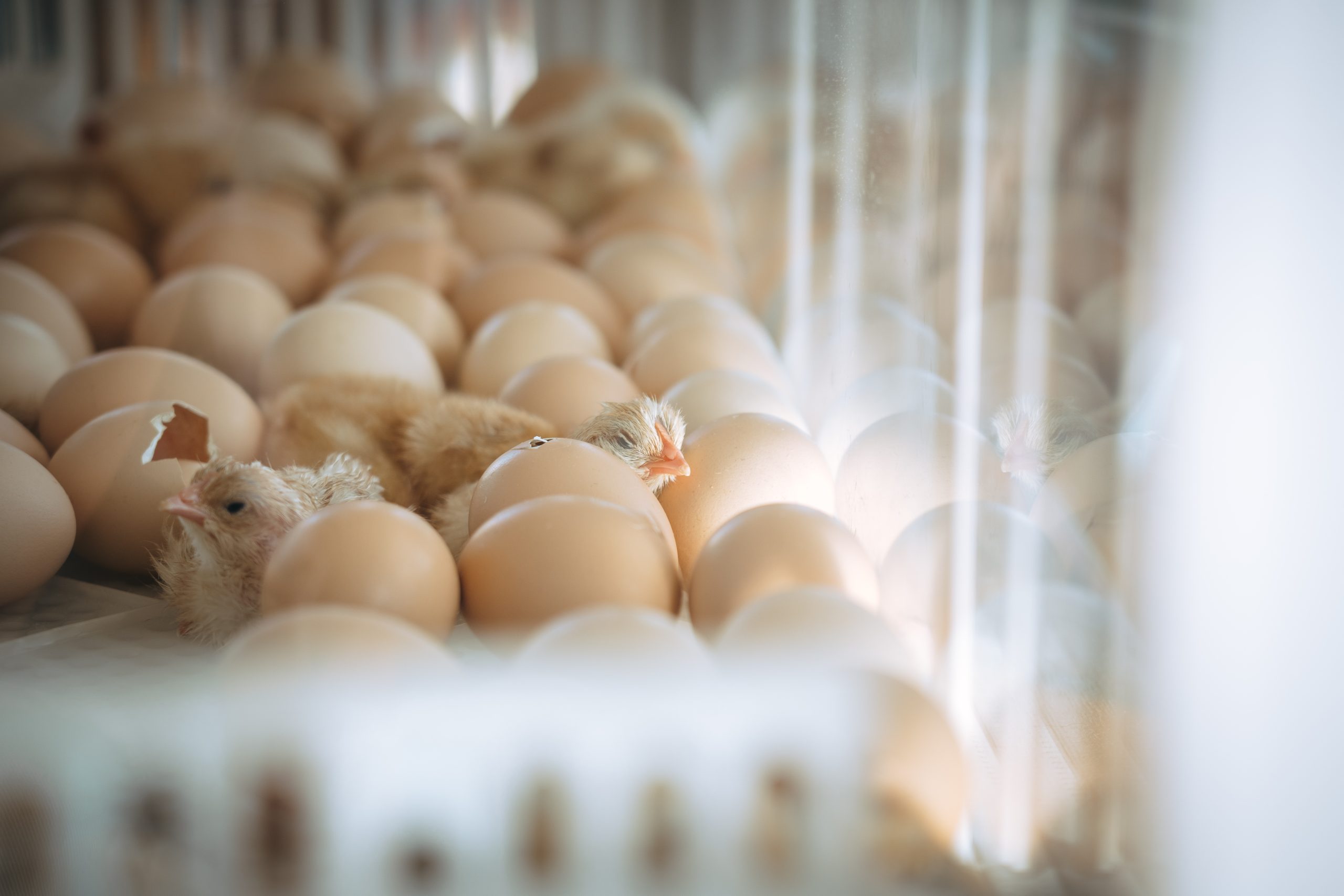 Oeufs avec quelques petits poussins