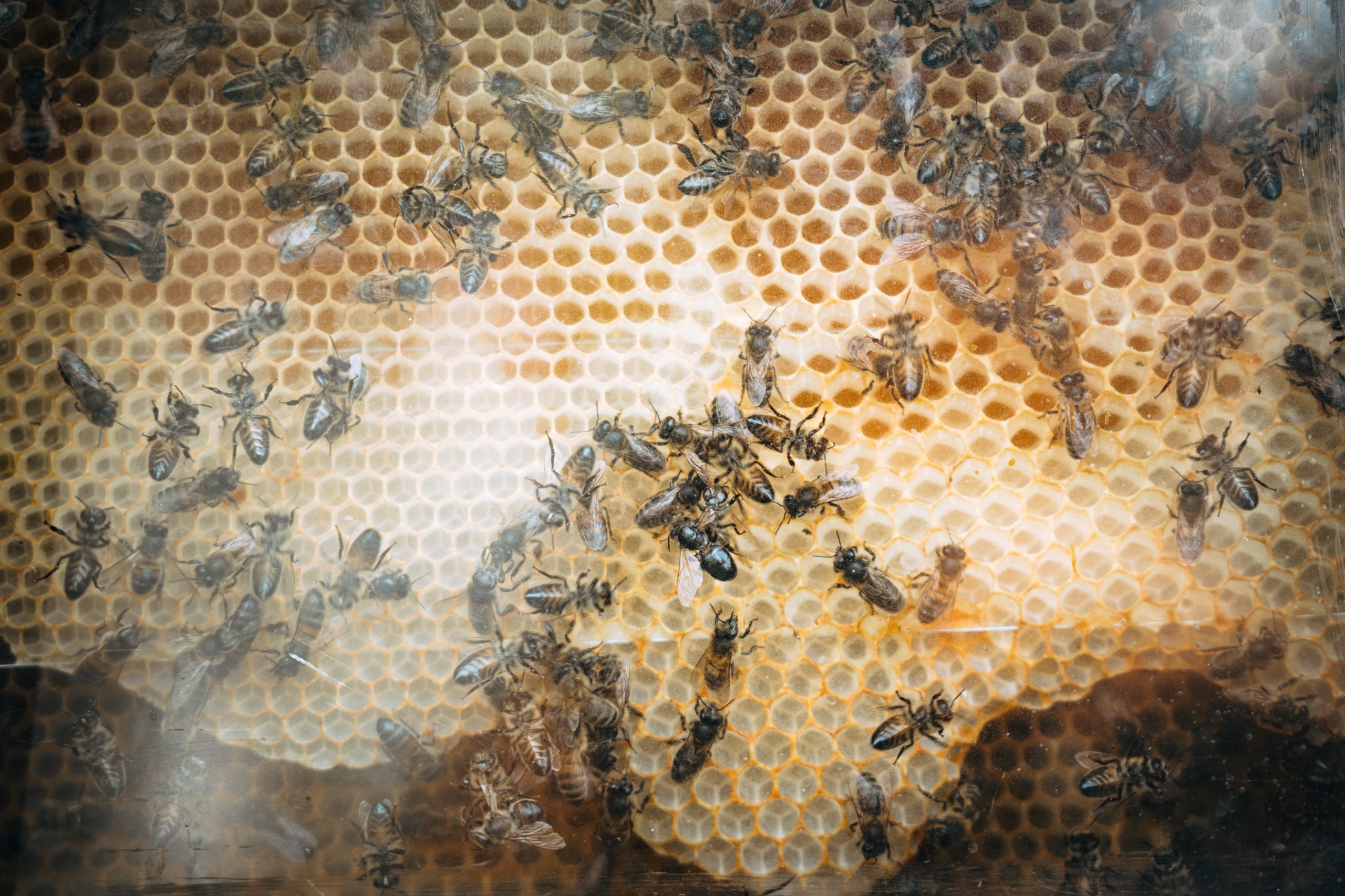 Abeilles dans une ruche